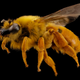 Diphaglossa gayi